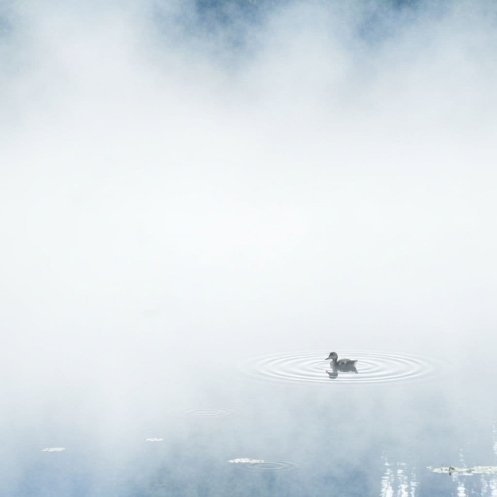 Туманный день — 1